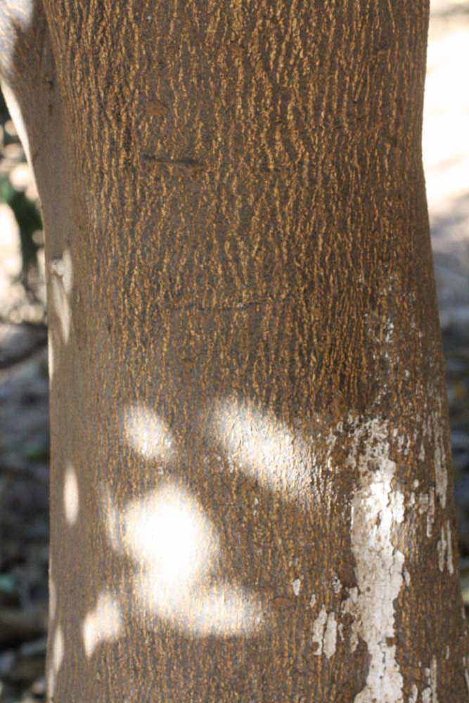              Bark (Riverside, CA)       